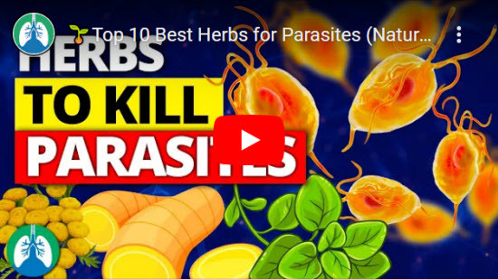 Top 10 Best Herbs For Parasites Natural Detox And Cleanse