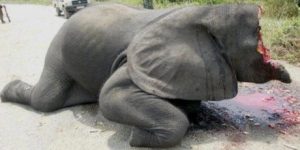 Stop Elephant Slaughter