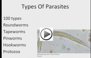 Symptoms of Parasites - Remove Parasites – Kill Parasites